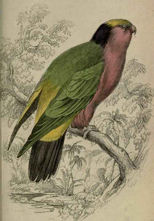 Plate 23. Coriphllus Kuhlii. Kuhl's Coriphilus. Native Of Otaheite.