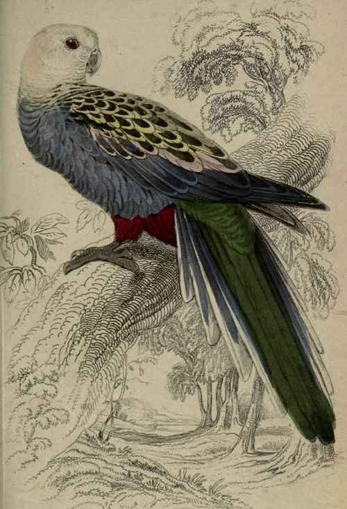 Plate 26. Platycercus Palliceps.