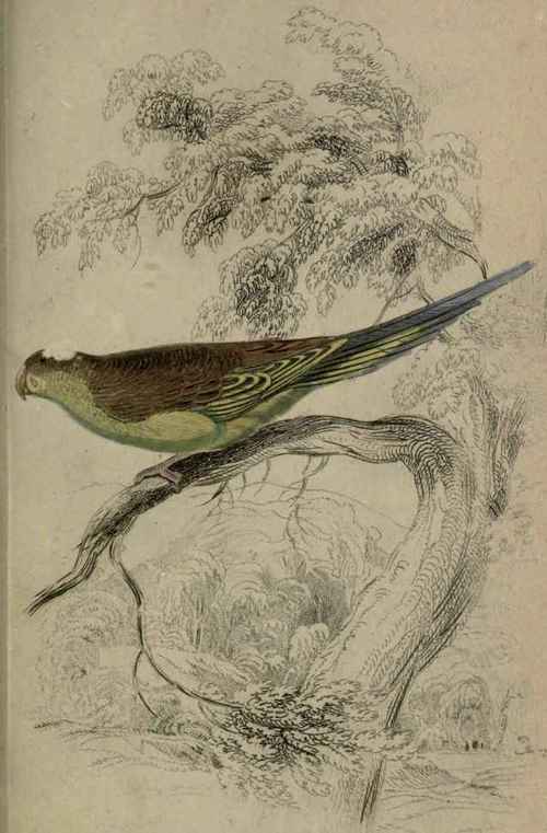 Plate 28. Nanodes Undulatus.