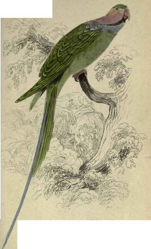 Plate 3. Palaeornis Malaccensis.