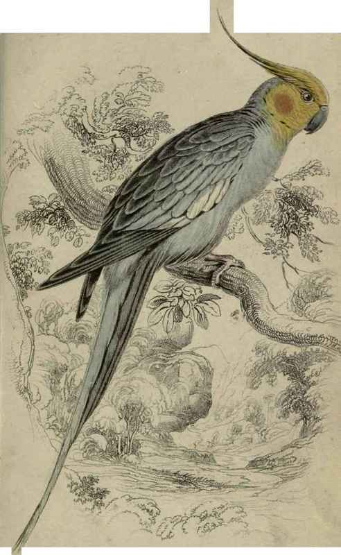 Plate 30. Nymphicus Novae Hollandlae.