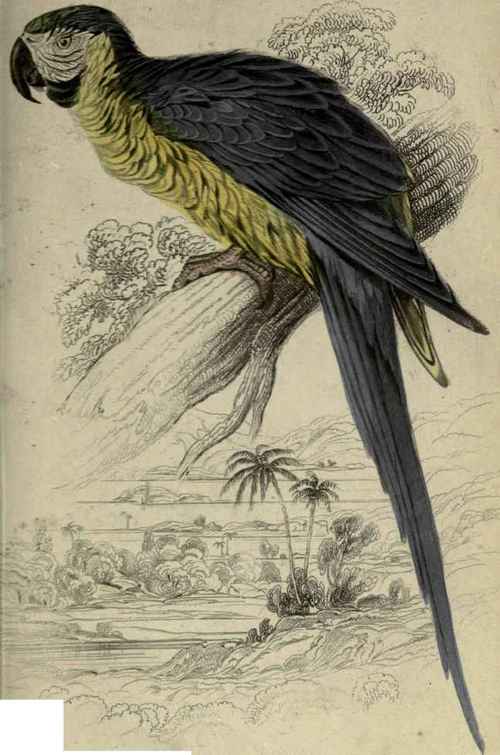 Plate 6. Macrocercus Ararauna.