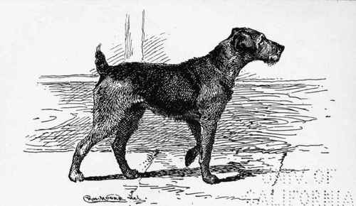 AIREDALE TERRIER CH.  DUMBARTON LASS  A.E.JENNINGS Owner