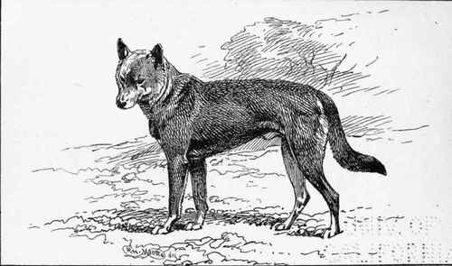Australian Dingo CH.  MYALL  Mrs. H.C . BROOKE OWNER .