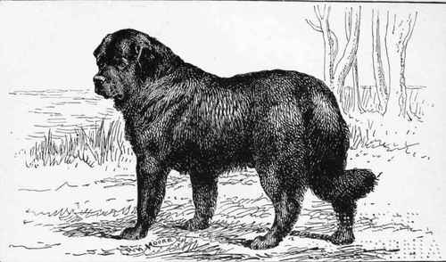 BK NEWFOUNDLAND. CH.  WOLF OF BADENOCMt Mrs INGLETON owner.