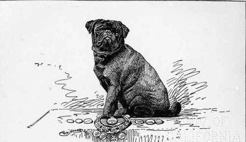 BLACK PUG. CH. PREMIER  DUKE BEIRA . MISS C.F.A. JENKINSON OWNER.