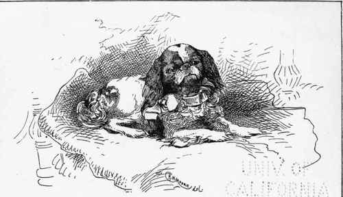 BLENHEIM SPANIEL. CH. ROLLO  Mrs FORDER . OWNER.