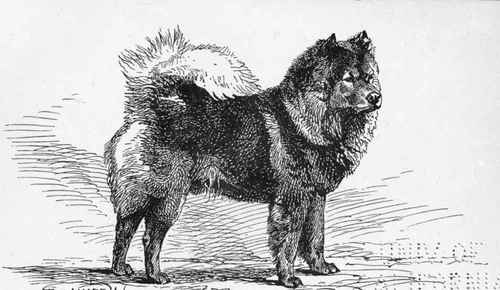 CHOW CHOW. CH.  CHOW Vll  Mrs. FABER owner.