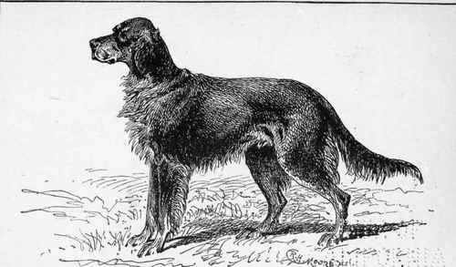 CORDON SETTER. CH .  MARQUIS.  T.JACOBS. OWNER .