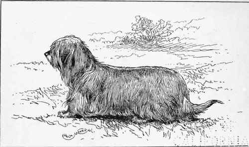 DROPEARED SKYE CM. BALLOCHMYLE BASHRH.  SIR CLAUDE ALEXANDER BART owner.