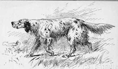 ENGLISH SETTER, CH. ROCK . J. FLETCHER .OWNER .