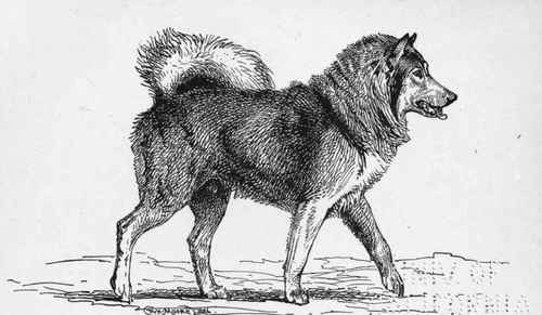 ESQUIMAUX CH.  ARCTIC KING  Mrs. H.G.BRQQKE OWNER.