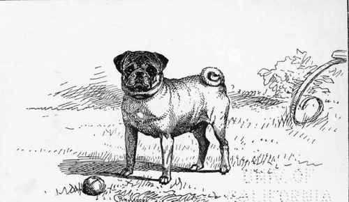 FAWN PUG CH.  YORK . Mrs GRELICHE. OWNER.