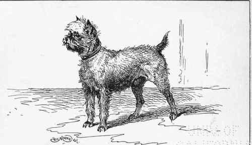 GRIFFON BRUXELLES  MARQUIS DE CARABAS  COUNT Da BYIANDT OWNER.