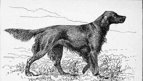 IRISH' SETTER . CH.  GARRYOWEN.  J.J . GlLTRAP. OWNER