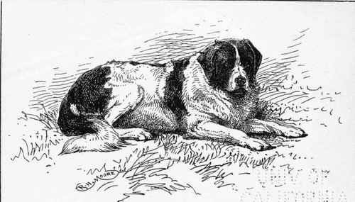 LANDSEER  NEWFOUNDLAND . Ch.  KETTERING WONDER . LADY TOLLEMACHE owner.