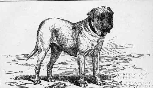 MASTIFF CH. BEAUFORT  W.K.TAUNTON owner.