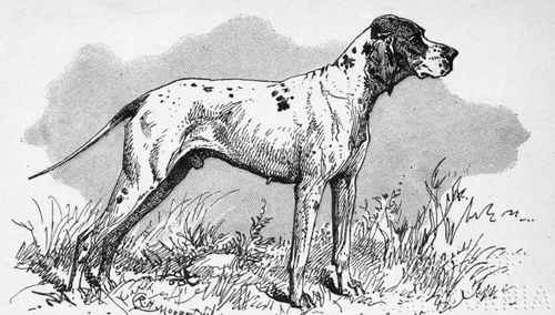 POINTER CH. DEVONSHIRE DAN . MISS REST0N . OWNER .