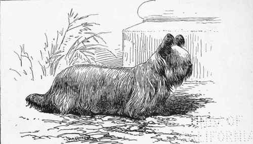 PRICK EARED SKYE CH. of CH. DUCHESS  MR W.J.HUGHES OWNER .