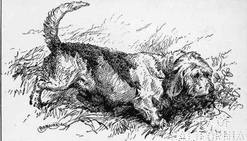 ROUGH BASSET.  BEAUTY  H.R H. PRINCE Of WALES. Owner