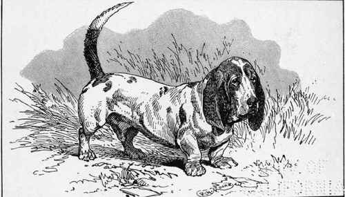 SMOOTH BASSET HOUND CH. LOUIS LE BEAU  Mrs M.TOTTIE OWNER.