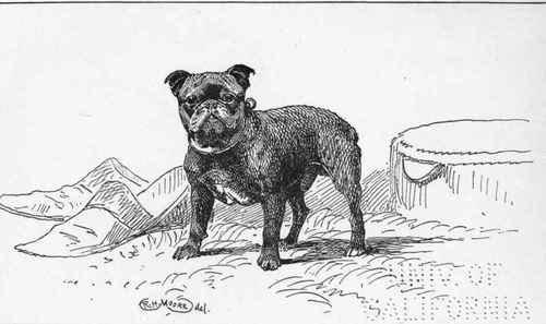 TOY BULLDOG  RABOT DE BEAUBOORG   M. PETIT OWNER.