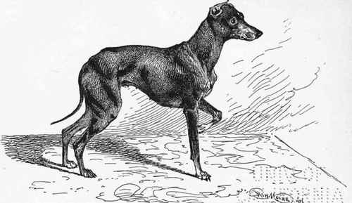 TOY TERRIER.CH.  MASCOTTE MODEL  Mrs. MONK owner .