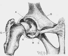 Articulation of the Hip Joint.