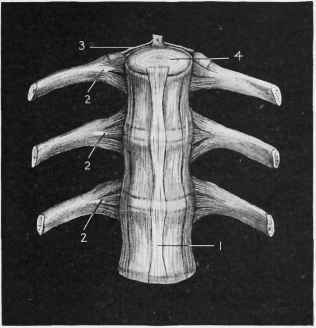 Articulation of the Ribs and Spine.
