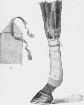 Bandaging a Fore leg.