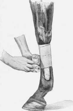 Bandaging a Fore leg.