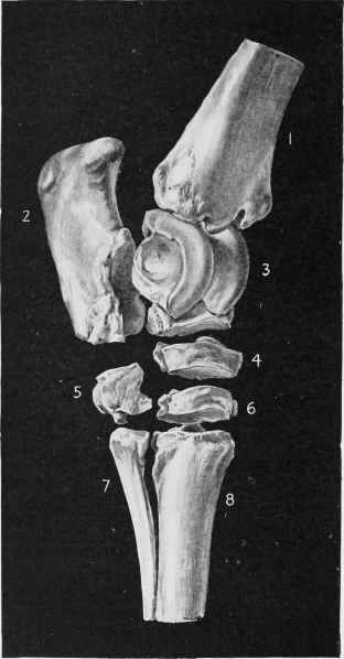 Bones of the Hock separated.