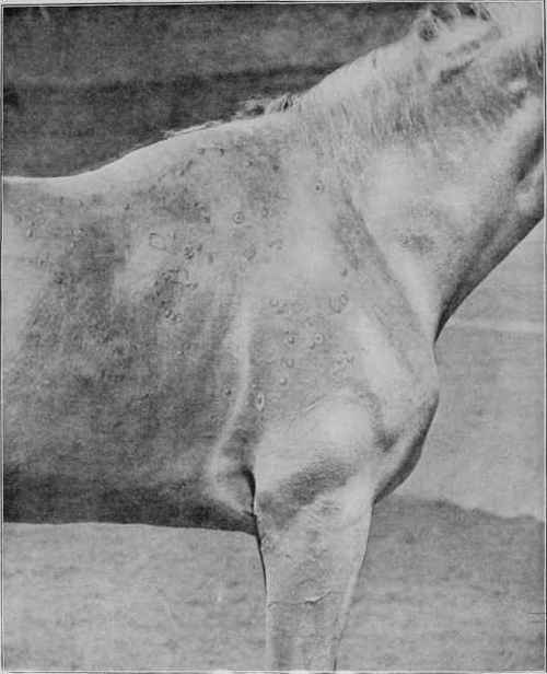 Contagious Ecthyma, or American Boil.