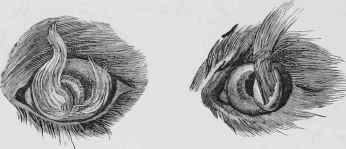 Cutaneous Piliferous Growth from the Cornea.