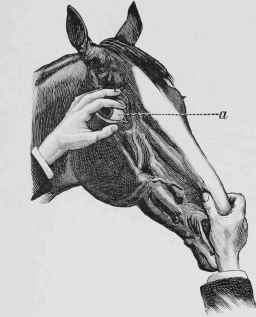 Examination of the Eye (a, the Haw).