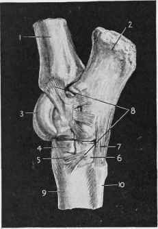 External View of Hock Joint.