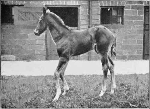 FOAL WITH BOWED LEGS.