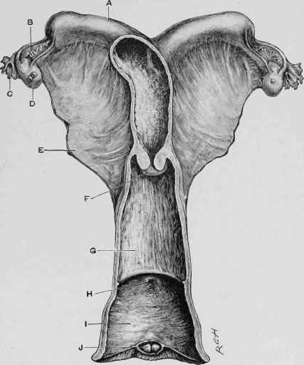 Female Organs of Generation.