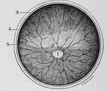Fundus of the Eye.