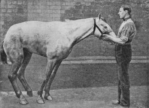 Horse Suffering from Haemo globinuria.