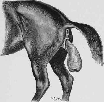 Inversion of the Uterus.