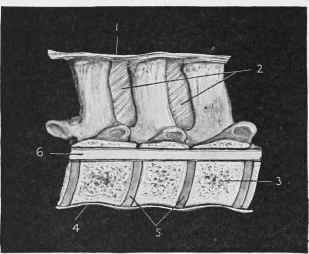 Ligaments of Spine (Side View).