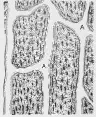 Longitudinal Section of Bone A A, Haversian Canals.