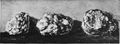 Loose Cartilages removed from the Capsule of a Stifle joint.