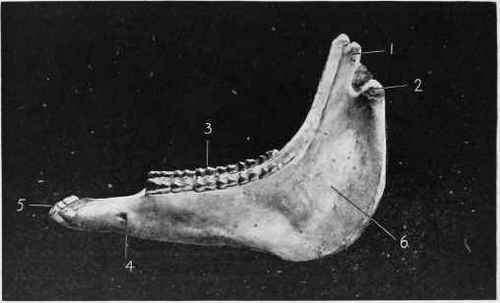 Lower Jaw.