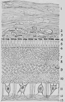 Microscopic Section of the Retina, Choroid, and Part of the Sclerotic.