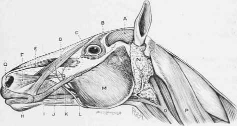 Muscles of Horse's Head.
