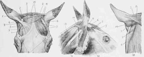 Muscles of the Ear. (Anterior aspect; outer and deep layers).
