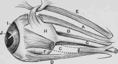 Muscles of the Eyeball.