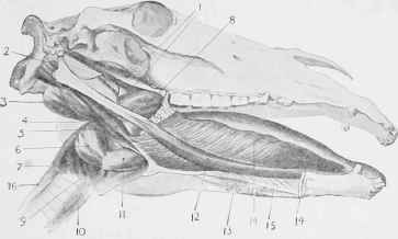Muscles of the Tongue, Soft Palate, and Larynx.
